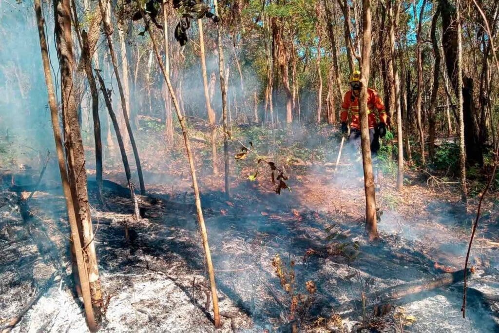 Incêndio reacende em mata próxima ao Mirante do Morro do Cristo em Juiz de Fora