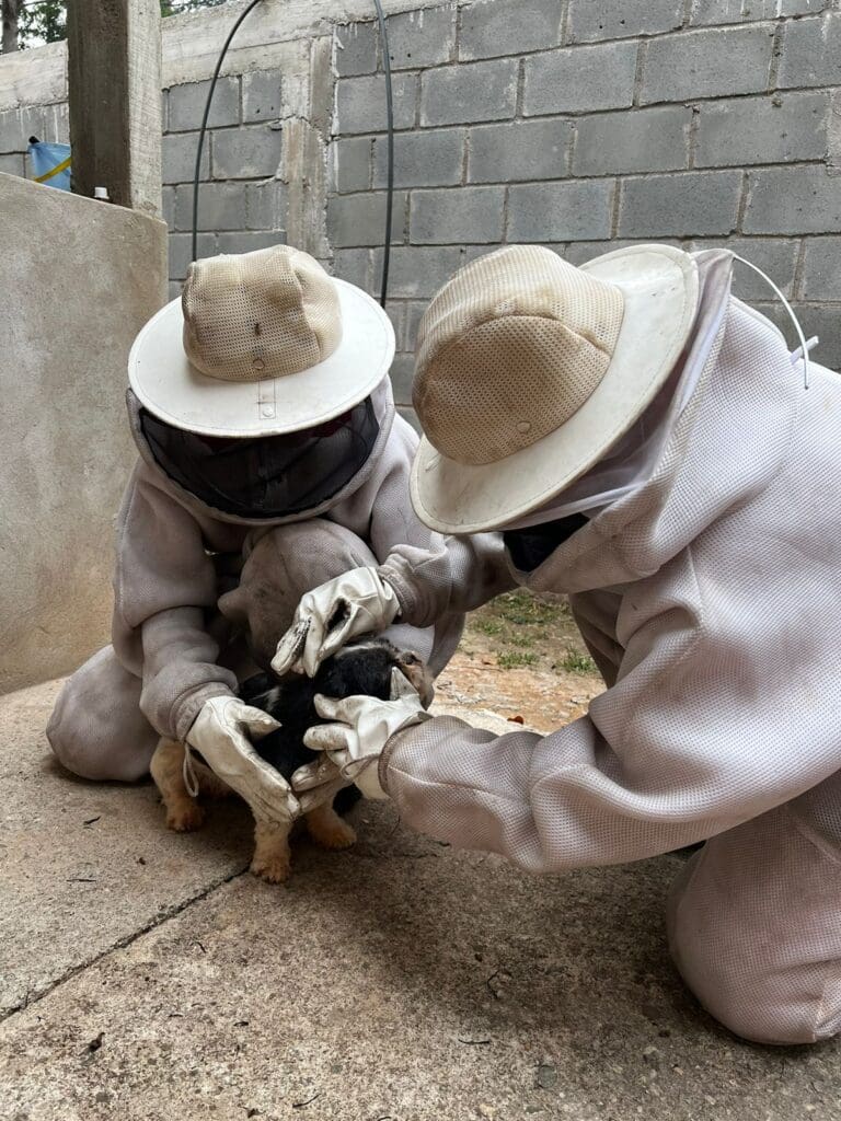 O Corpo de Bombeiros de Barbacena foi acionado para realizar o salvamento de um cachorro da raça shih tzu