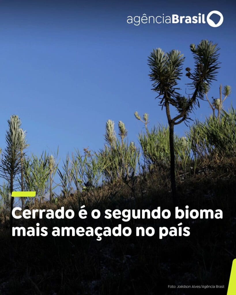 Cerrado perde 27% de vegetação nativa em 39 anos e enfrenta ameaças climáticas e de queimadas