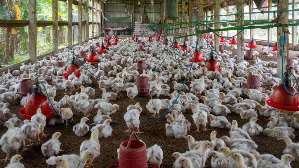 China, União Europeia e Argentina suspendem importações de frango do Brasil após caso de gripe aviária no RS
