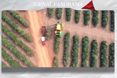 Dia do café: grãos produzidos com técnicas sustentáveis ganham mercado internacional com o crédito do BDMG